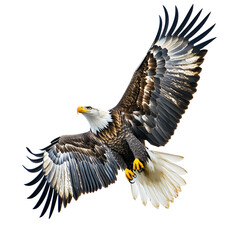 Obraz premium Majestic Eagle Soaring in Graceful Flight on Clean White Background