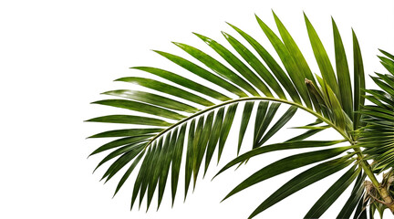 Close-up of a transparent isolated palm leaf against a white background.