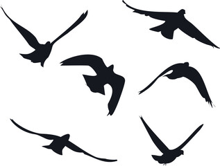 Birds Pigeons Silhouette flying Transperant background