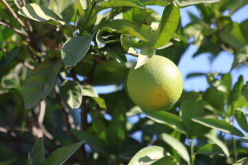 yellowing oranges on orange tree 