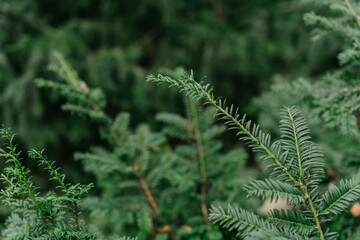 close up of pine needles
