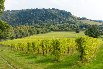 Vineyard at Dorking, Surrey, England