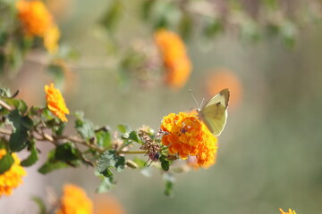  cabbage white butterfly on flower