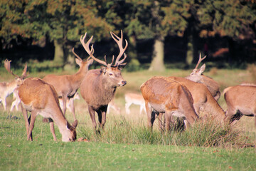 A view of some Red Deer in the countryside on a sunny Autumn day