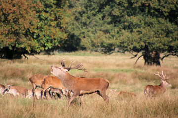 Naklejka premium A view of some Red Deer in the countryside on a sunny Autumn day
