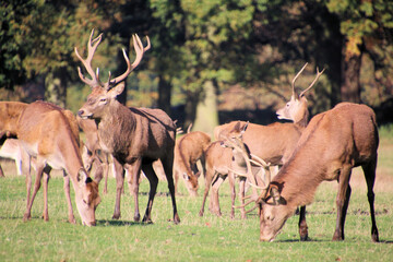 Fototapeta premium A view of some Red Deer in the countryside on a sunny Autumn day