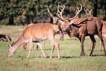 A view of some Red Deer in the countryside on a sunny Autumn day