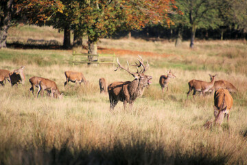 A view of some Red Deer in the countryside on a sunny Autumn day