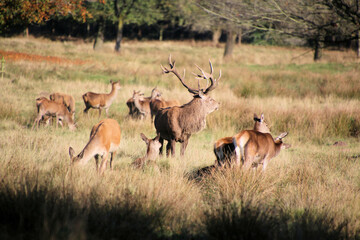 A view of some Red Deer in the countryside on a sunny Autumn day