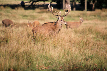 deer in the grass