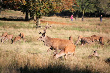deer in the grass