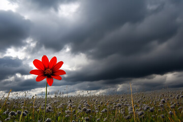 Red flower is standing in a field of grass. The sky is cloudy and overcast. The flower is the only thing visible in the field