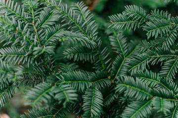 pine needles christmas tree background