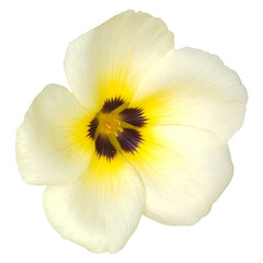 Yellow Turnera Flower Isolated On White Background