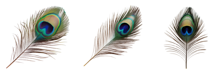 Set of A peacock feather animal bird isolated on a transparent background 