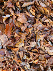 Brown dry leaves in autumn, covering the forest floor