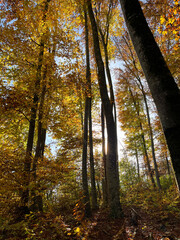Autumn forest shot against the sun