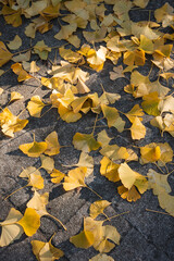 Gingko Herbstlaub