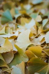 Gingko Herbstlaub
