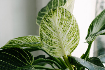 green leaf on plant by the window