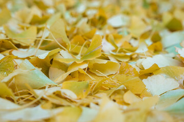 Gingko Herbstlaub