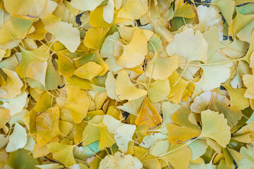 Gingko Herbstlaub