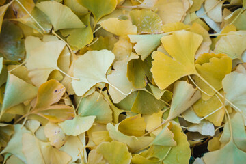Gingko Herbstlaub
