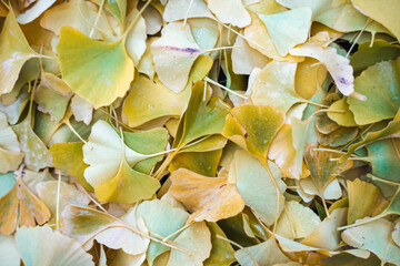 Gingko Herbstlaub