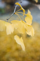 Gingko Herbstlaub