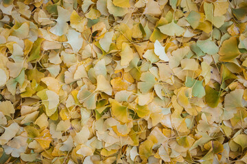 Gingko Herbstlaub