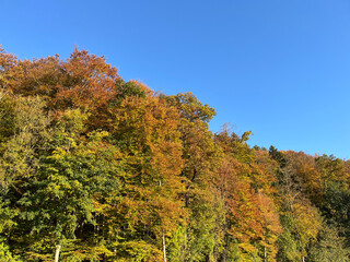 Colorful autumn forest with blue sky in the background