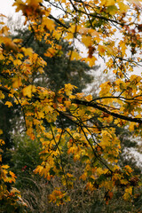 Obraz premium yellow autumn leaves on the tree 