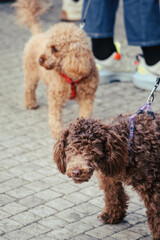 
a red and fluffy dog ​​on a red leash on a stone pavement