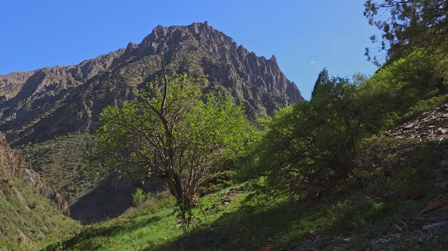 large mountain in font of green grass hill slope with tree at windy sunny summer day, blue sky background