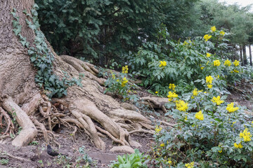 Tree roots above the ground and yellow flowers next to it