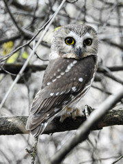 Tiny Saw-whet owl hiding in the branches on a windy autumn day 