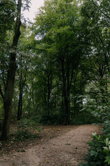 eery path in the woods