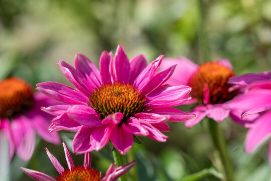 jeż&oacute;wki ( Echinacea purpurea ) w ogrodzie	
