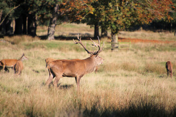 deer in the grass
