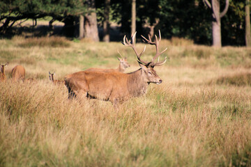 Obraz premium A view of some Red Deer in the countryside on a sunny Autumn day