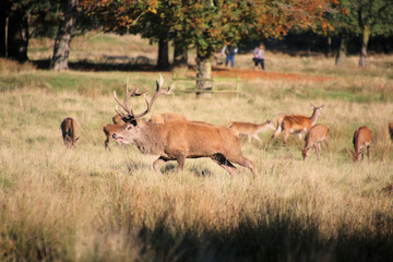 A view of some Red Deer in the countryside on a sunny Autumn day