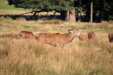Naklejka premium A view of some Red Deer in the countryside on a sunny Autumn day