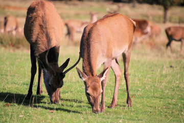A view of some Red Deer in the countryside on a sunny Autumn day