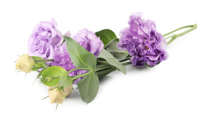 Beautiful violet eustoma flowers with green leaves isolated on white
