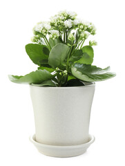 One beautiful kalanchoe flower in pot isolated on white