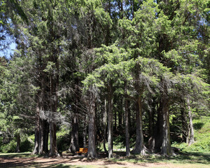 Park bench between tall trees