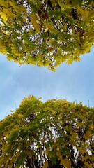 Bottom view of a tree with yellow autumn leaves, highlighted against a blue sky. The intricate branching and vibrant foliage create a sophisticated seasonal display.