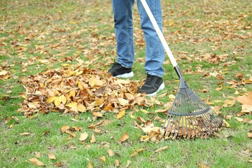 Man gathering fallen leaves with fan rake outdoors, closeup