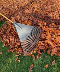 fallen leaves raked in the garden in autumn
