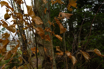 A branch with withered leaves on the bush. Autumn forest.